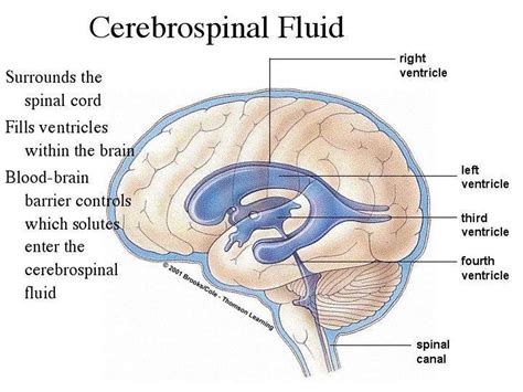 what is a csf fluid